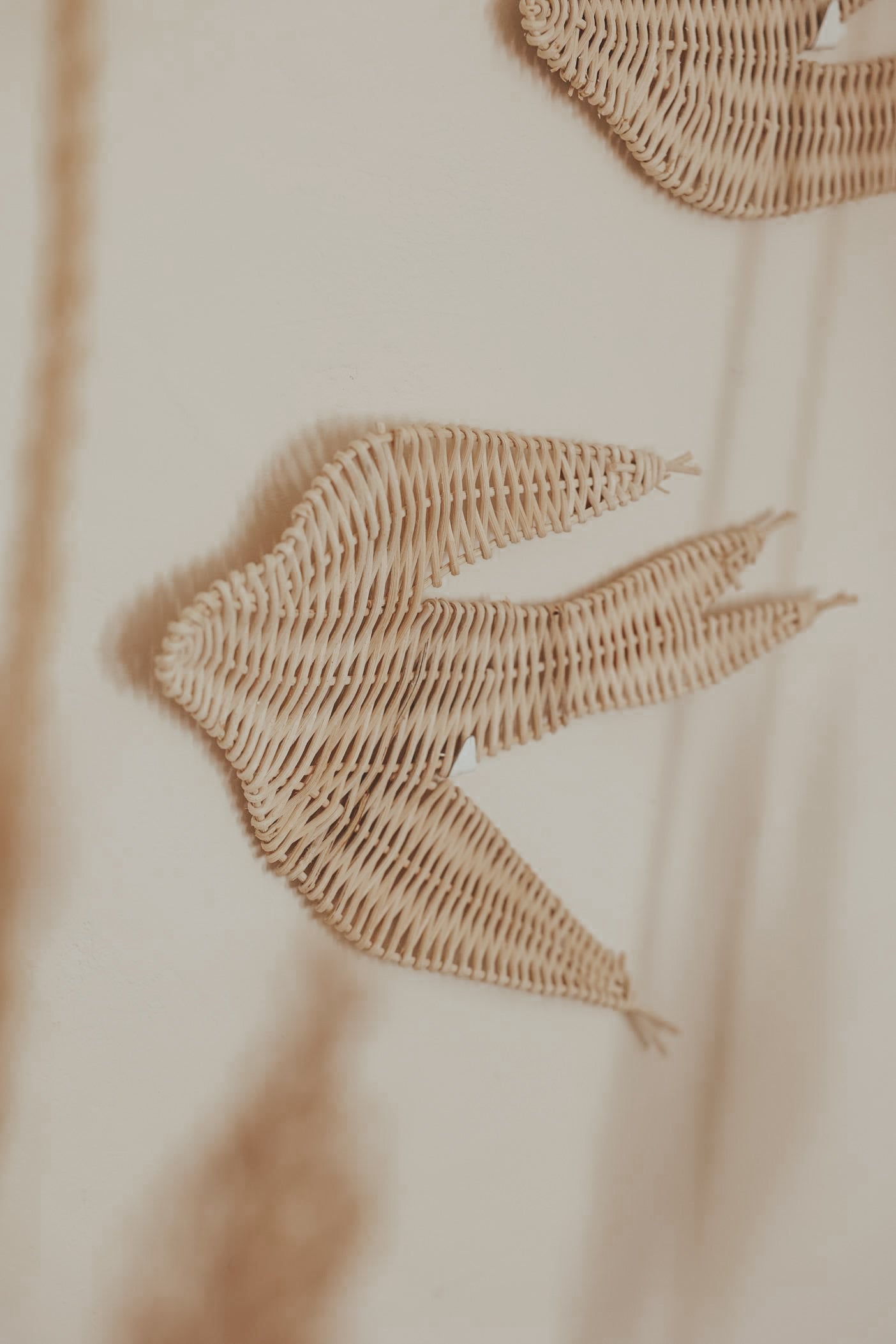 Rotan zwaluw